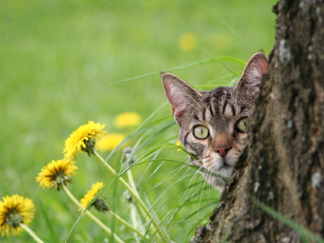 你的毛小孩是不是沒有家的朋友