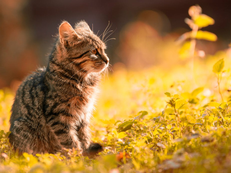 英俊溫柔的毛小孩等家中