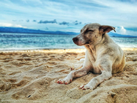 有過家的毛孩，親人溫順