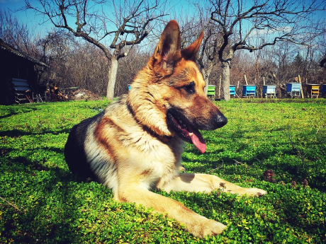 英俊溫柔的毛小孩等家中